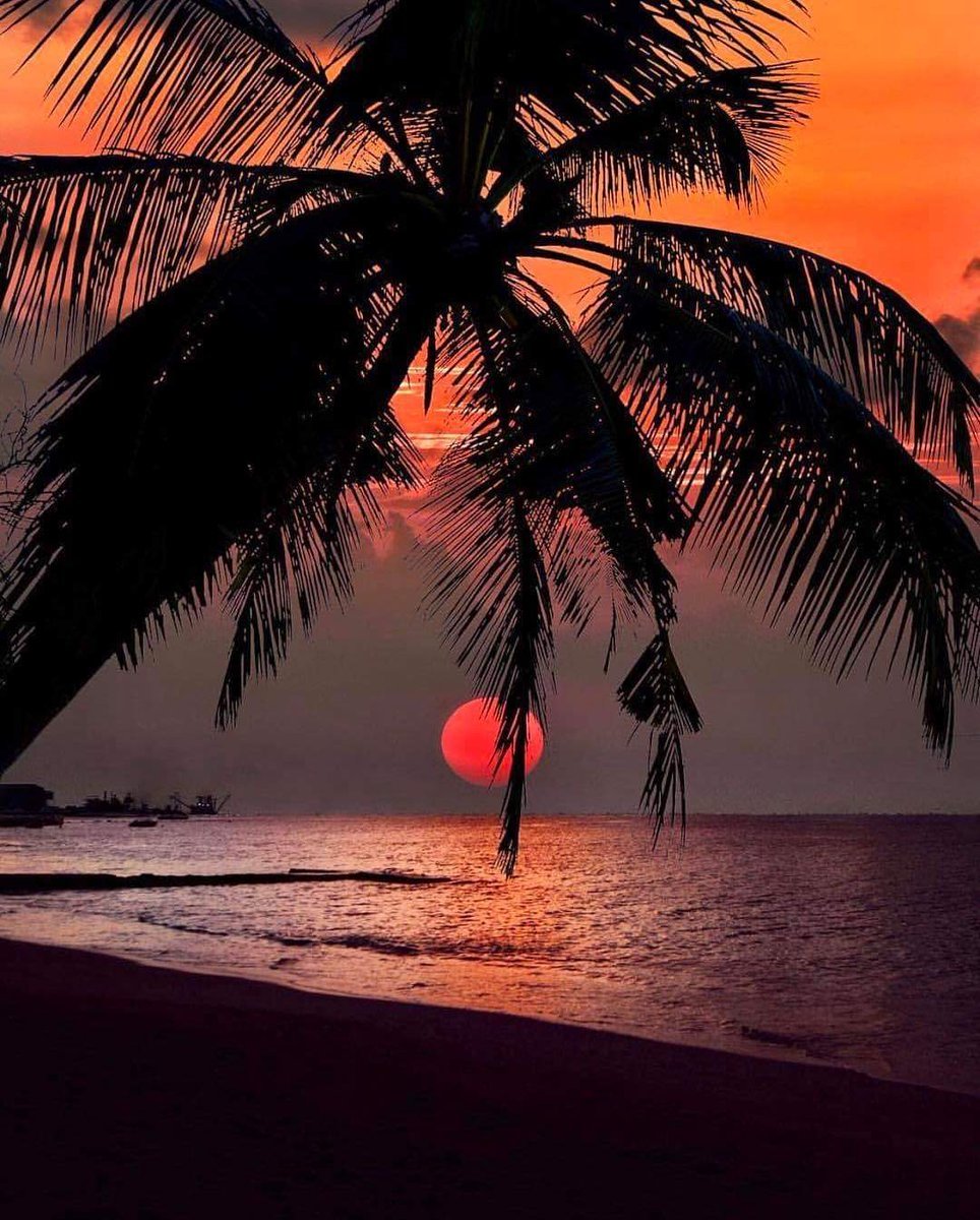 Море пальмы закат