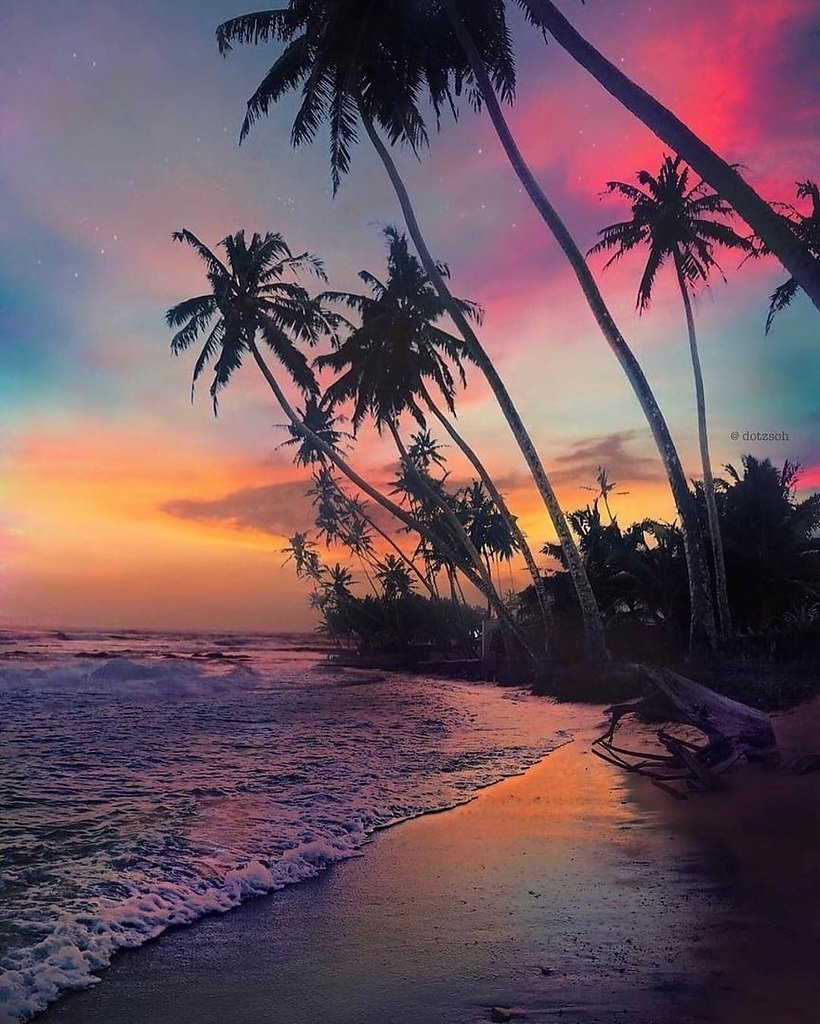 Шри Ланка океан пальмы