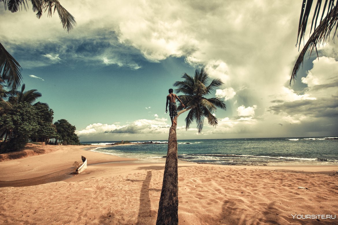 Шри Ланка океан пальмы