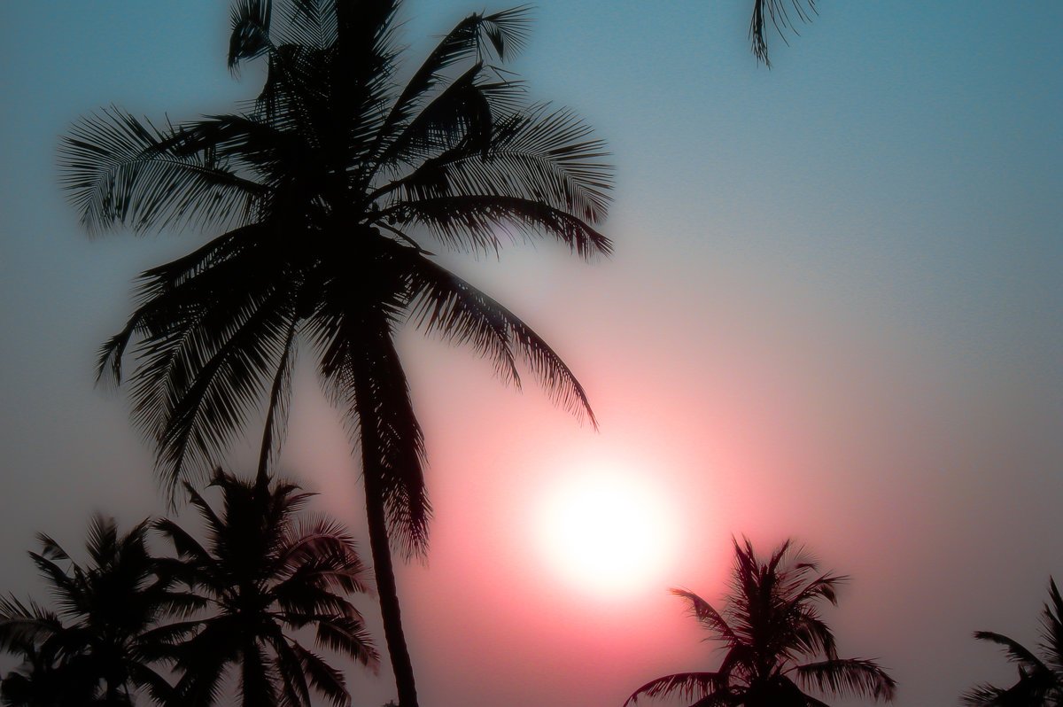 Индия Гоа пальмы