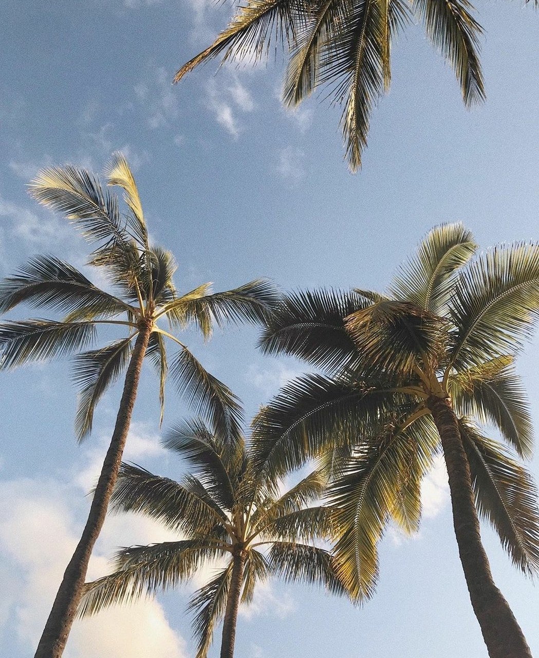 Море пальмы Эстетика