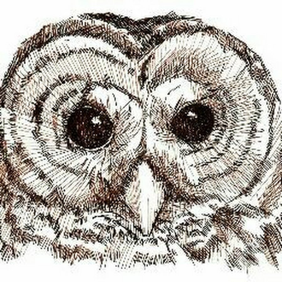 Сова карандашом