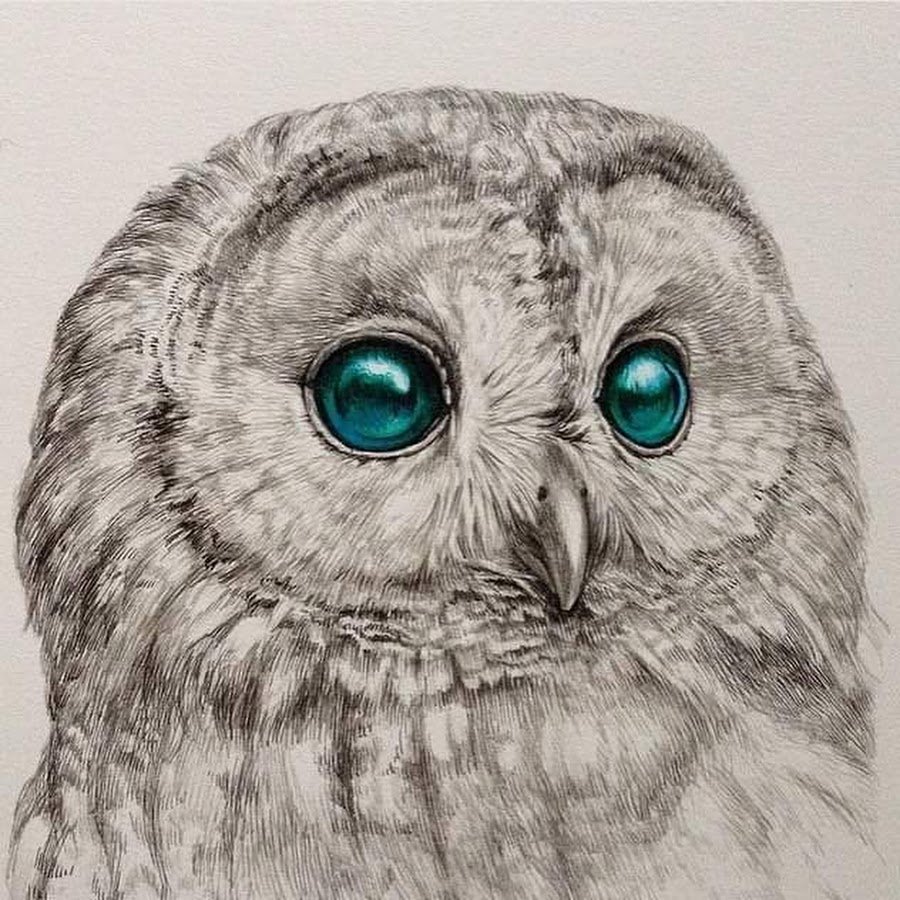 Неясыть рисунок