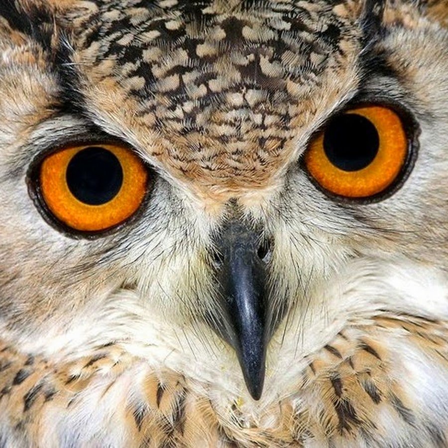 Сова близко