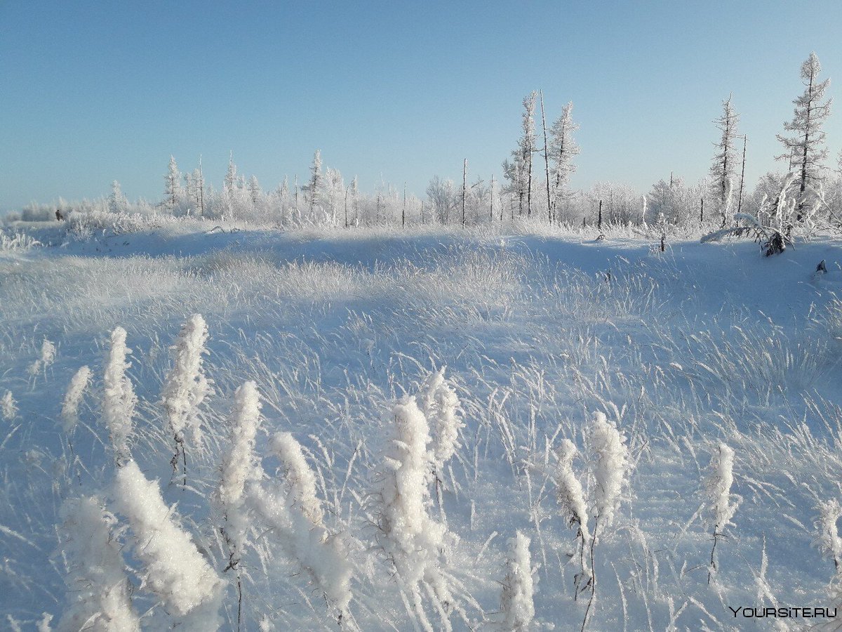 Нарьян мар тундра зимой