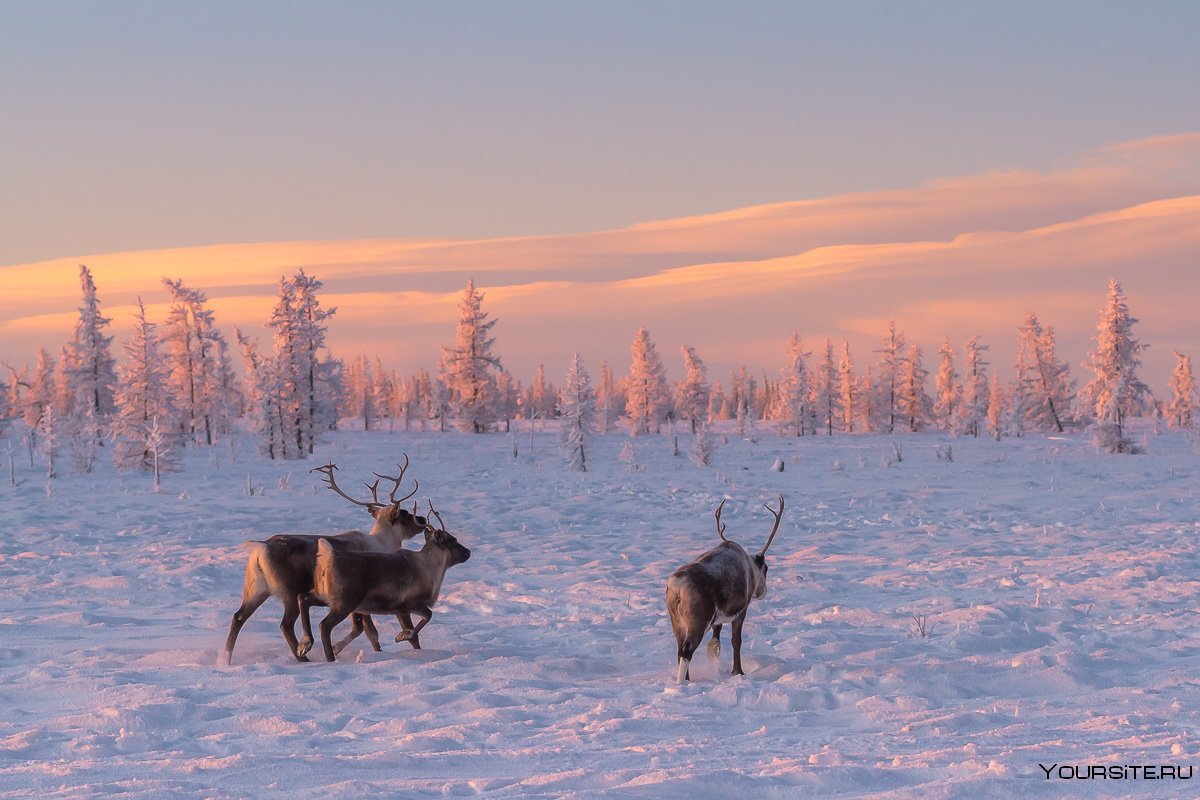 Лесотундра Уренгой