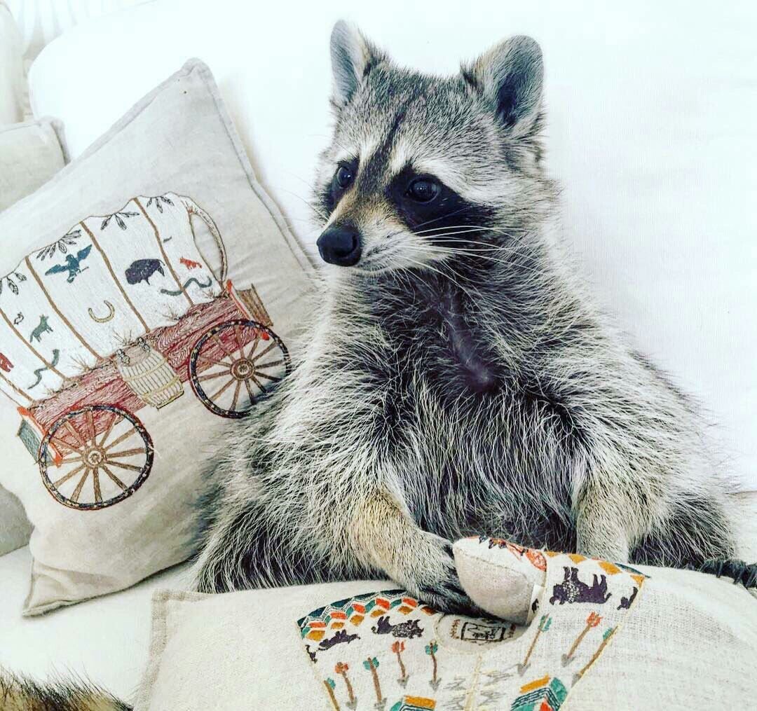 Доброе утро Енотик