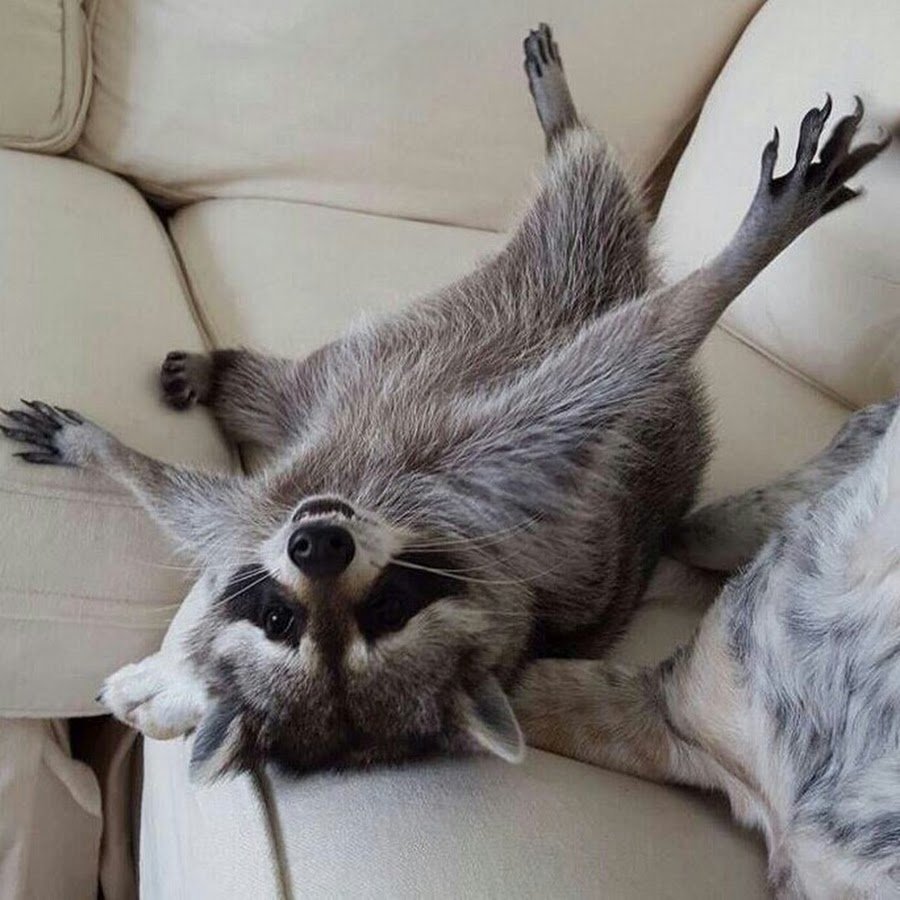 Доброе утро енот