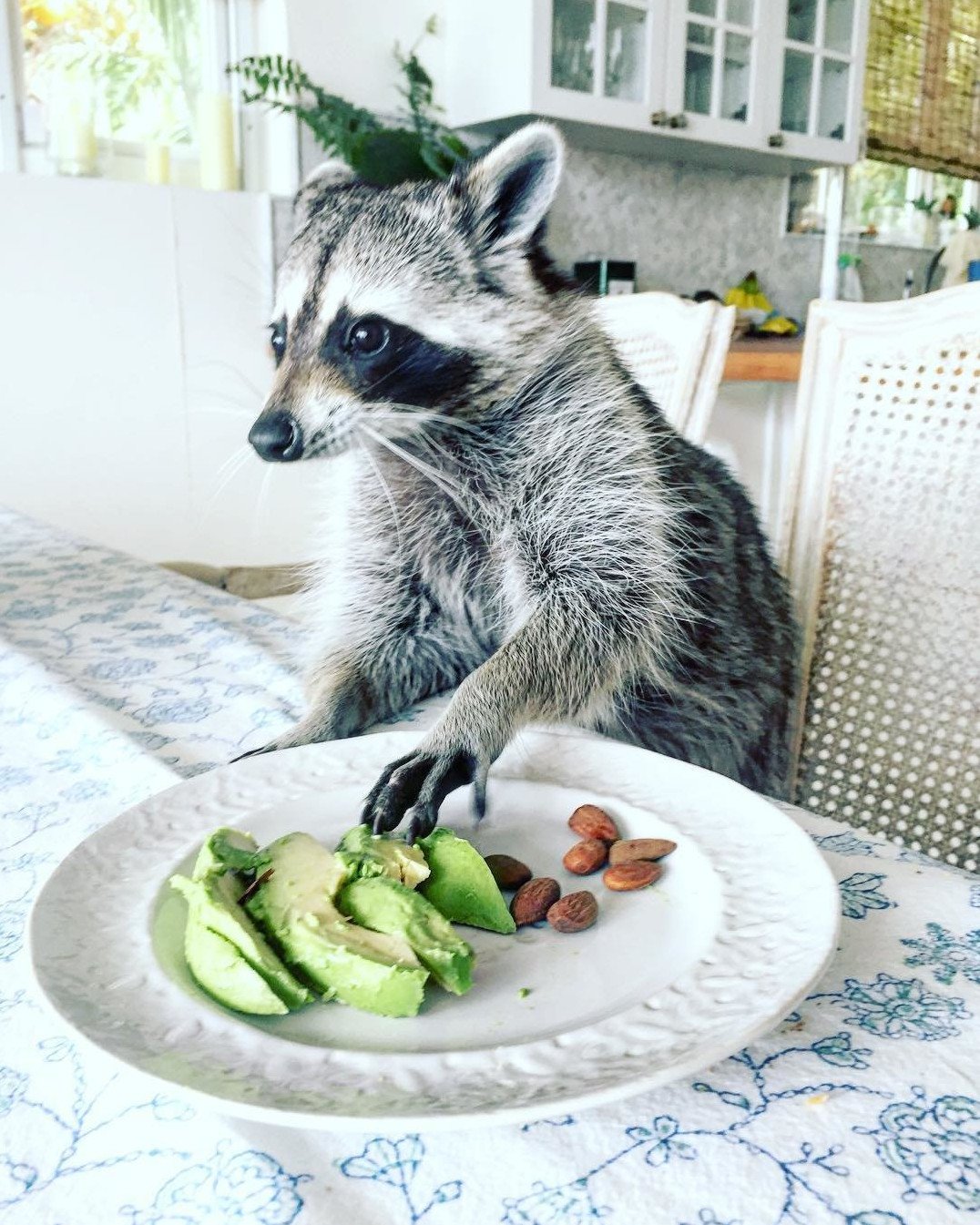 Что едят еноты