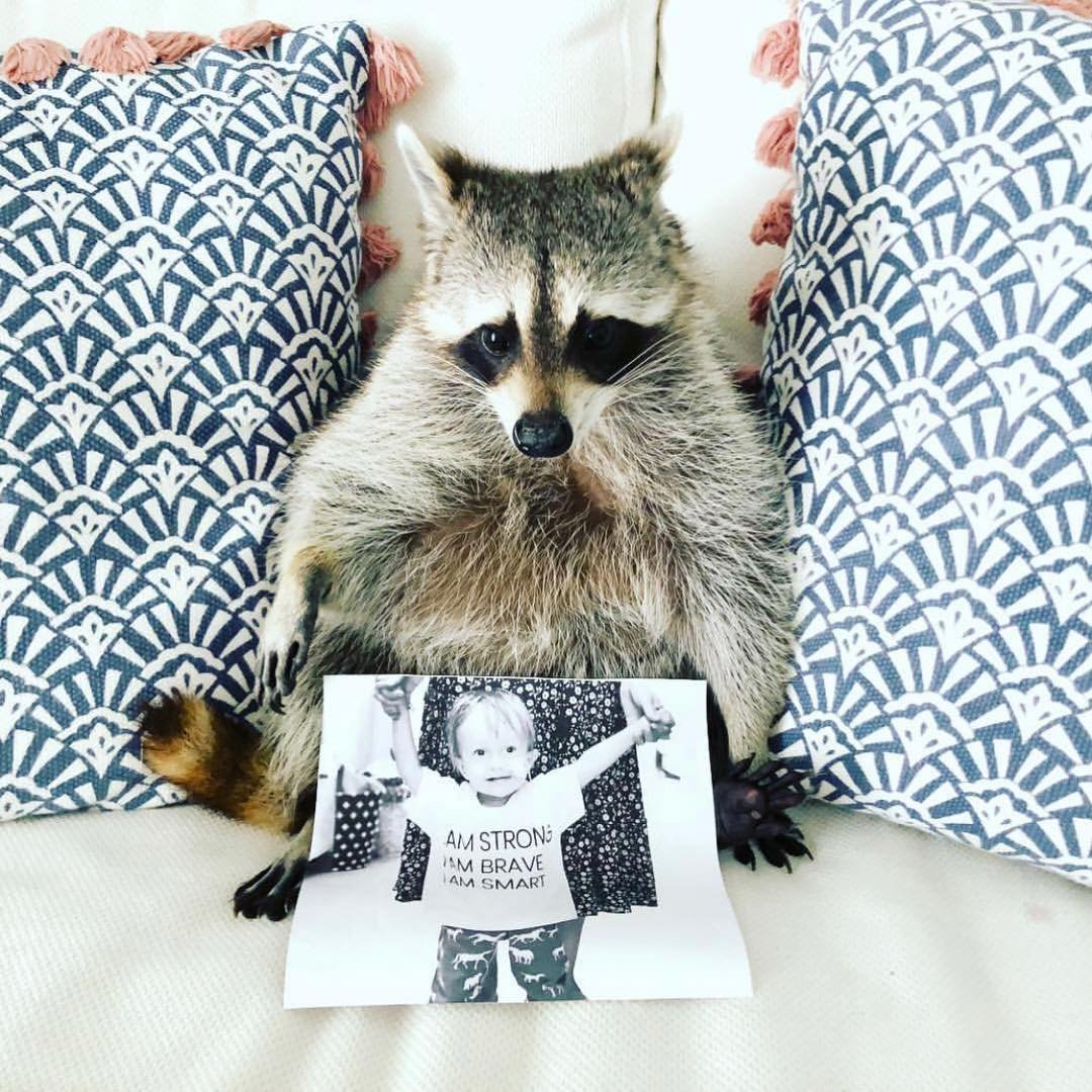 Енот воришка