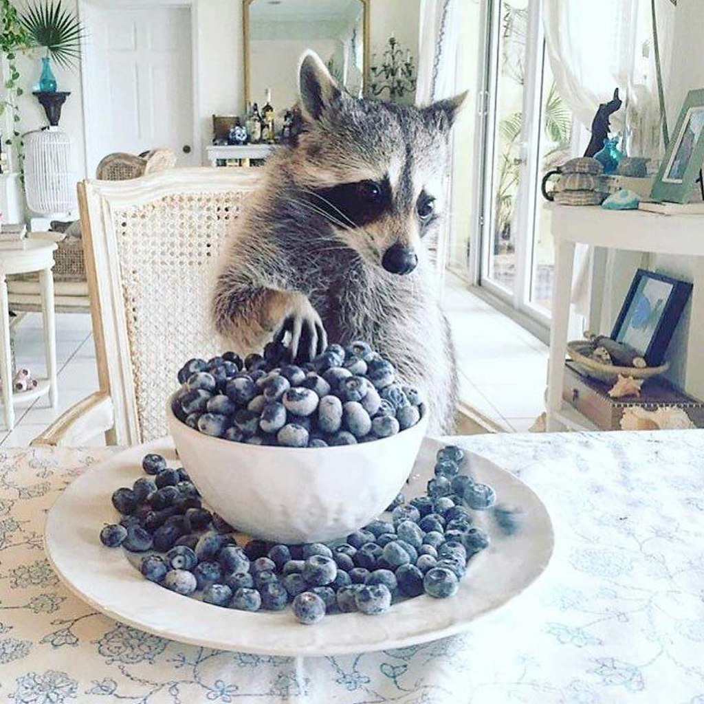 Енот Эстетика