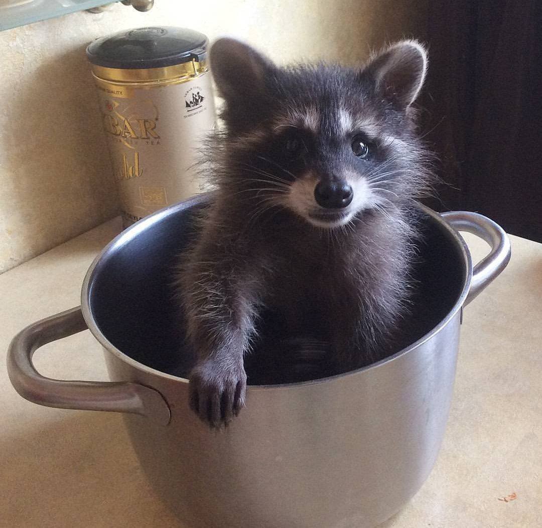 Доброе утро енот