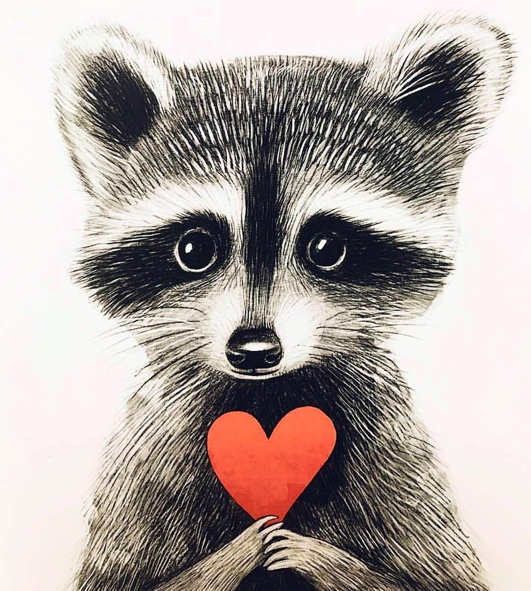 Енот с сердечком в руках