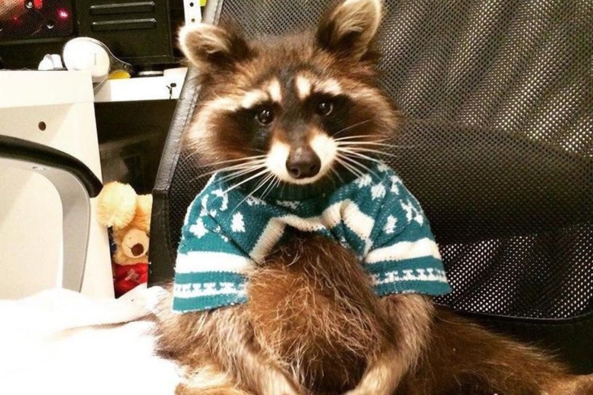 Модный енот