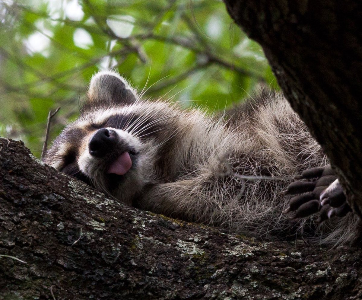 Спящие еноты