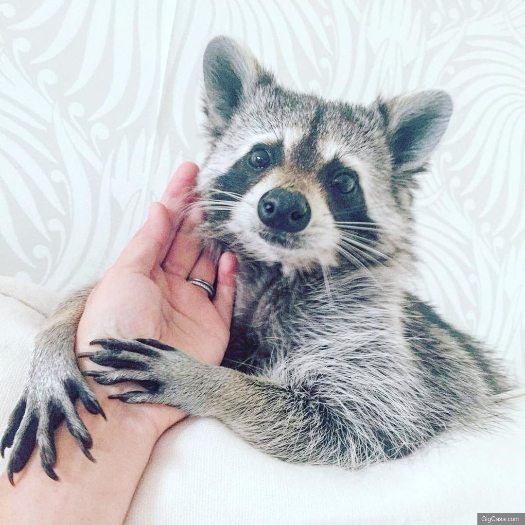 Доброе утро енот