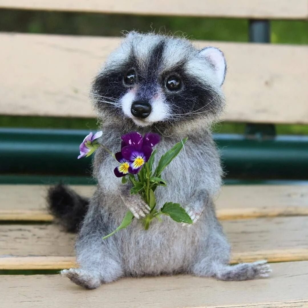 Карликовый енот