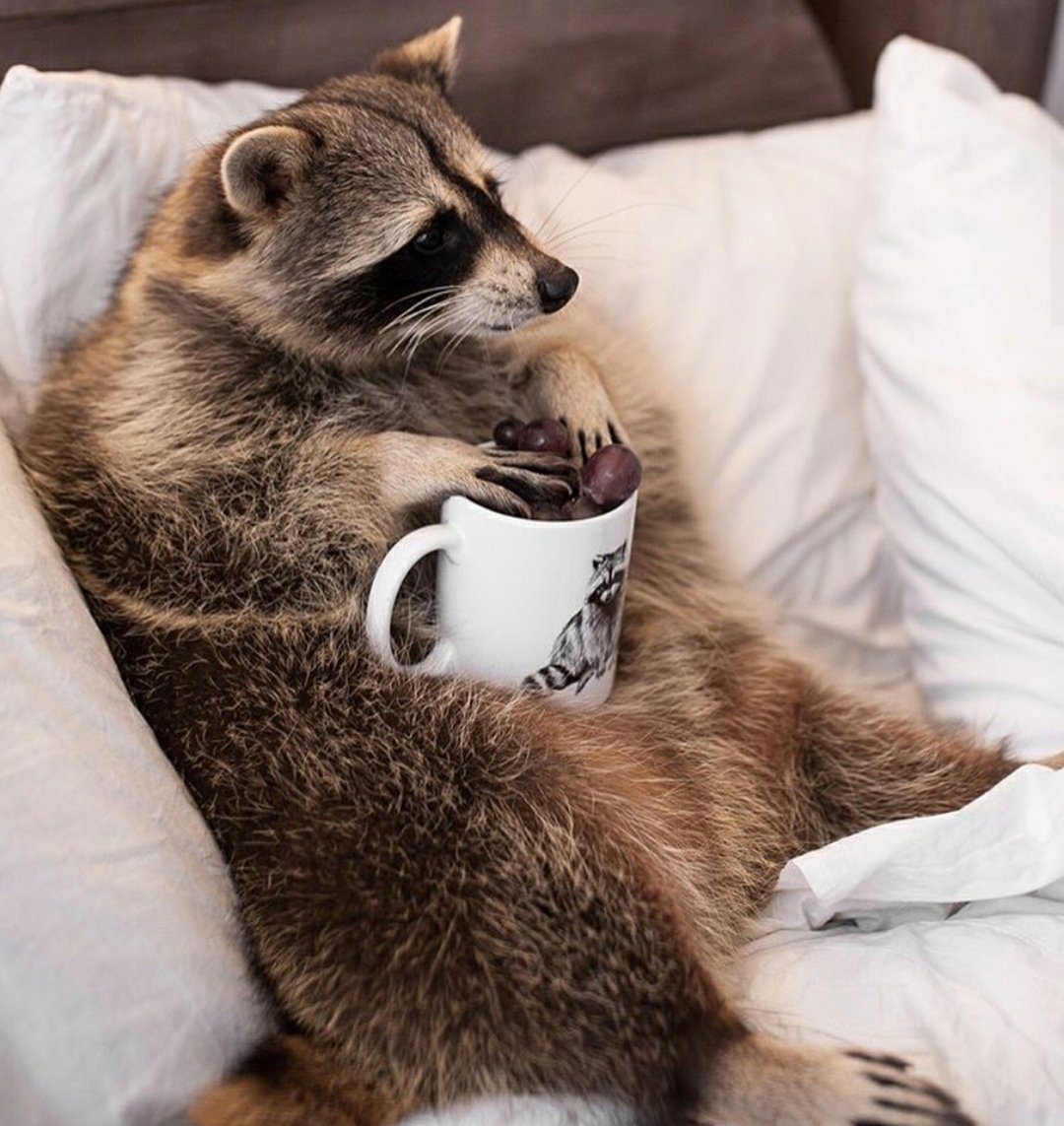 Енот полоскун домашний