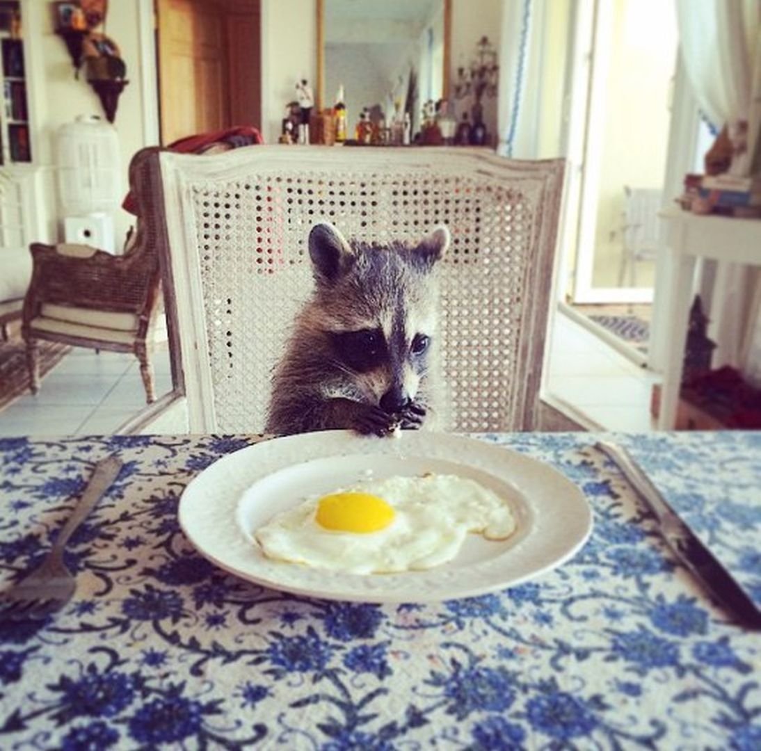 Енот завтракает