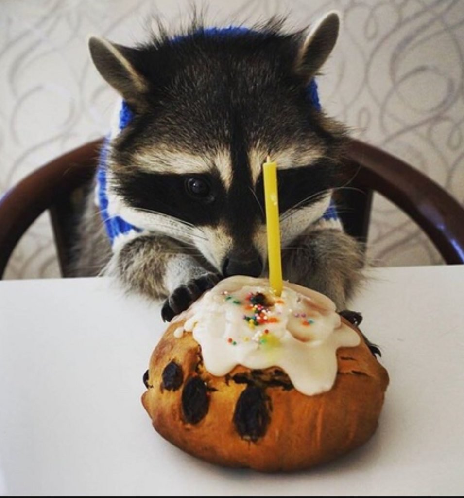 Енот с тортиком