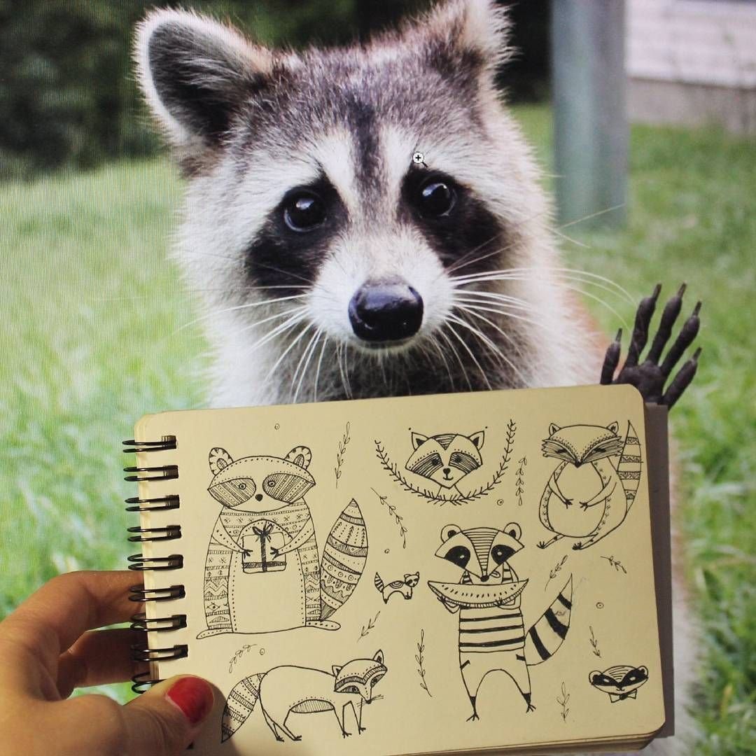 Мимимишный енот