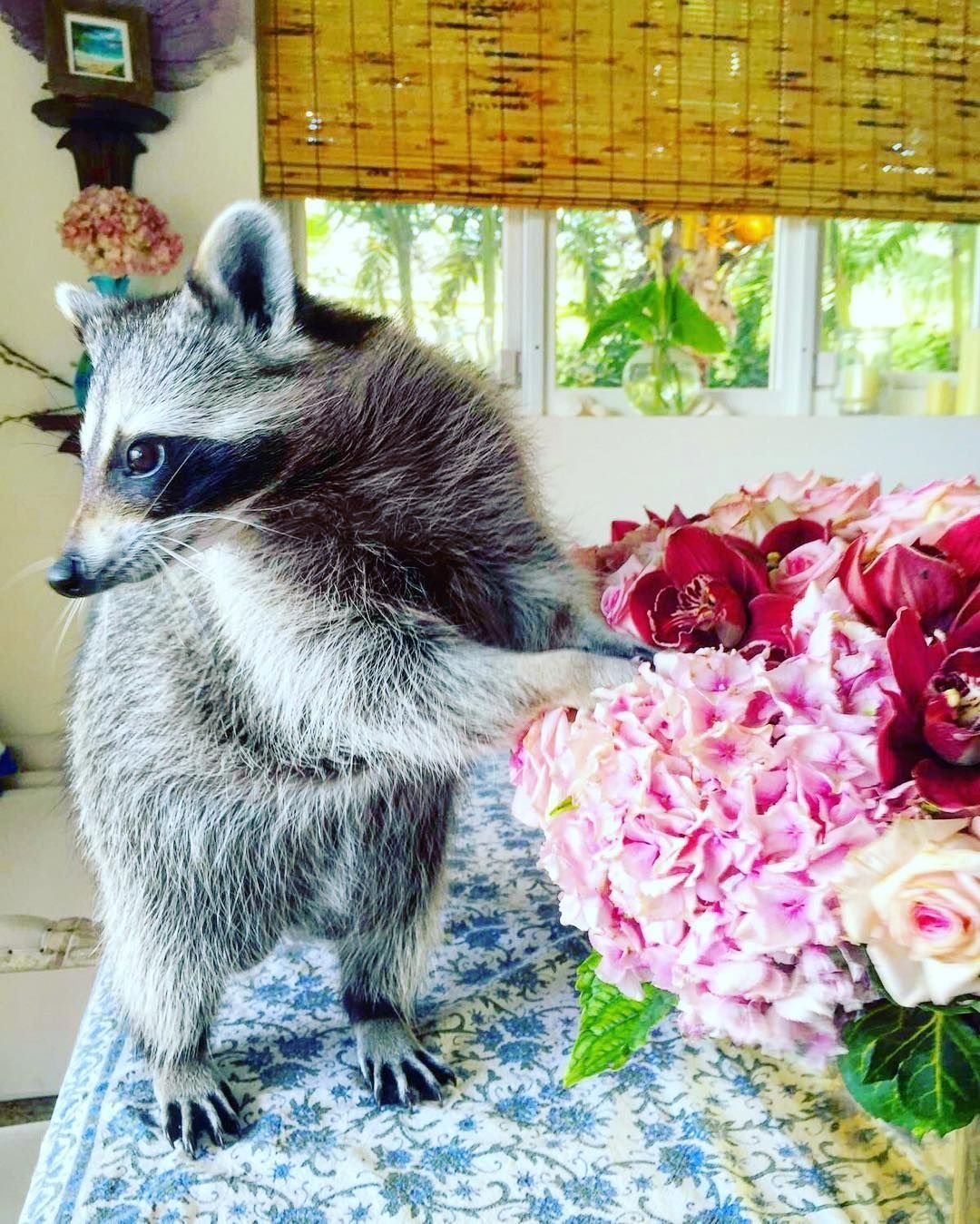 Енот с цветами