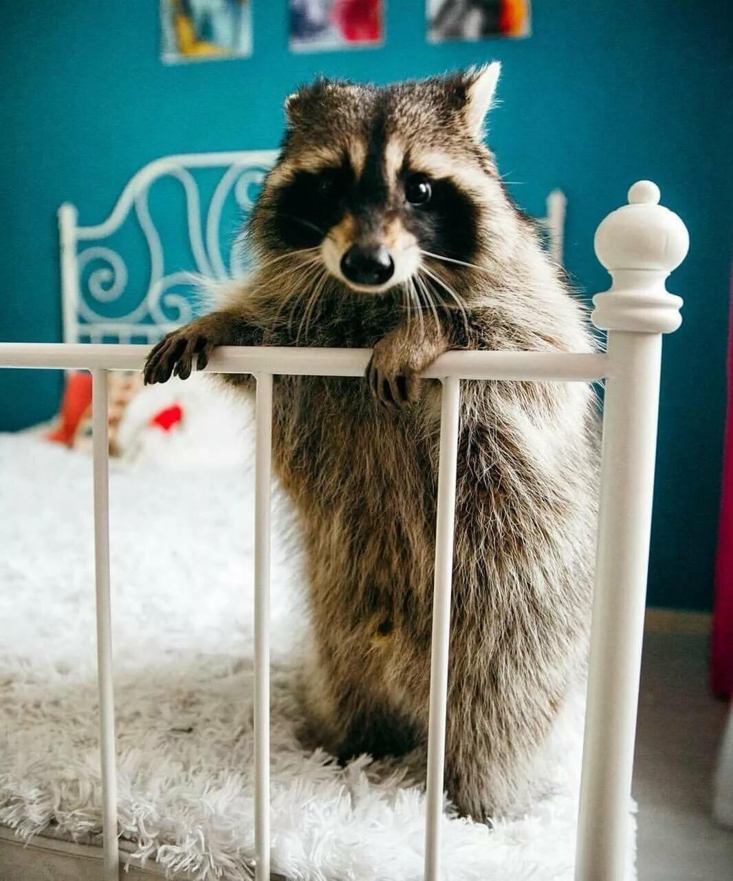 Доброе утро енот