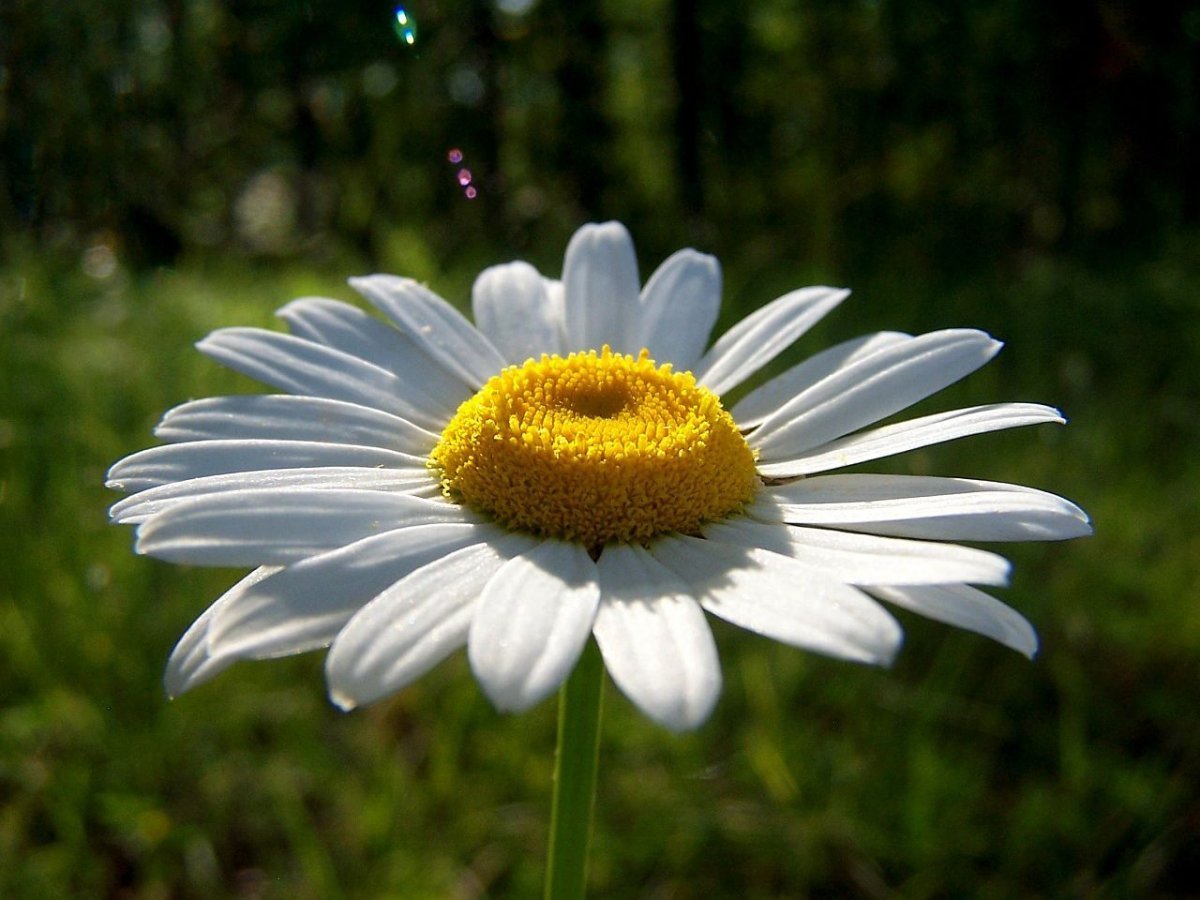 Большая Ромашка