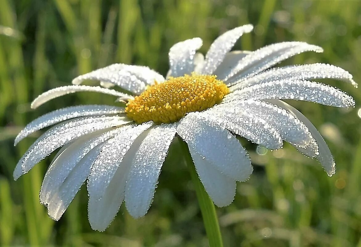 Красивые ромашки