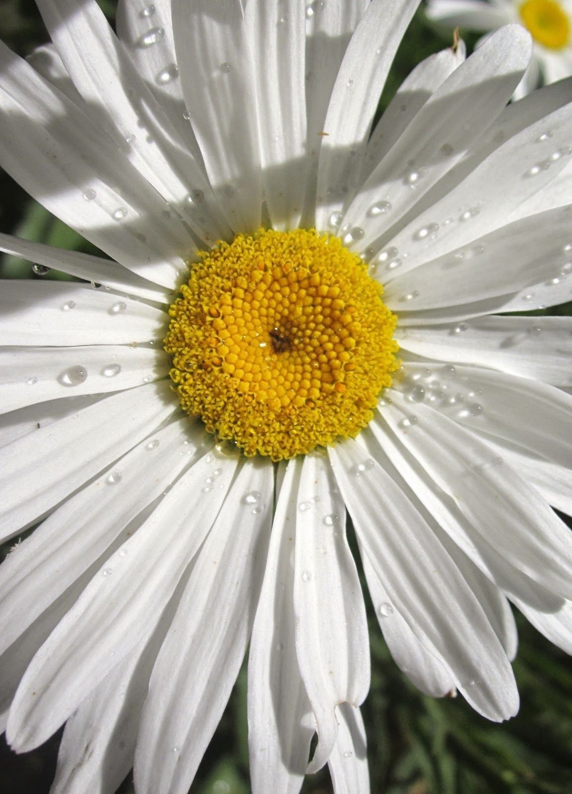 Ромашка (цвет)