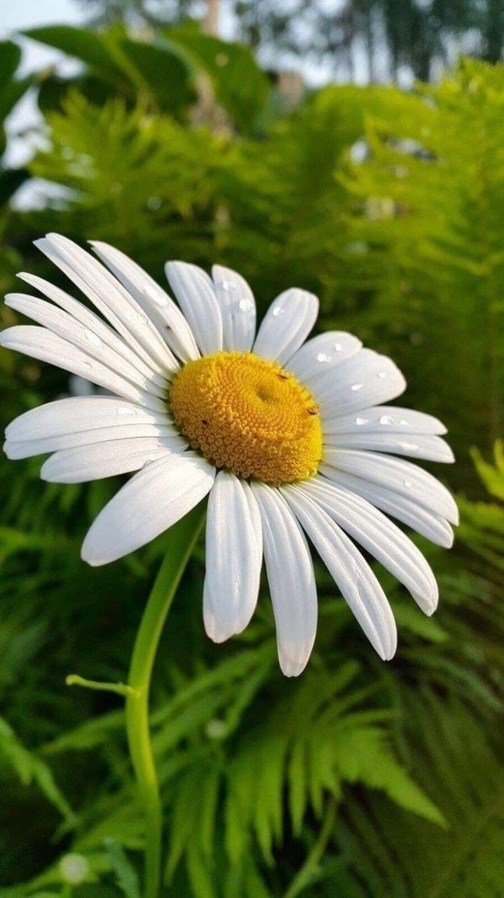 Ромашка цветы