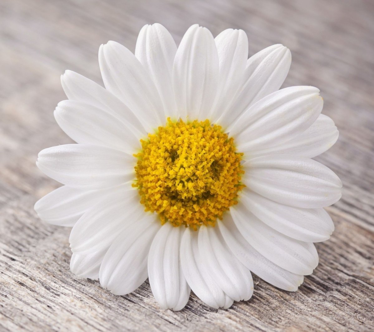 Ромашка Амелия