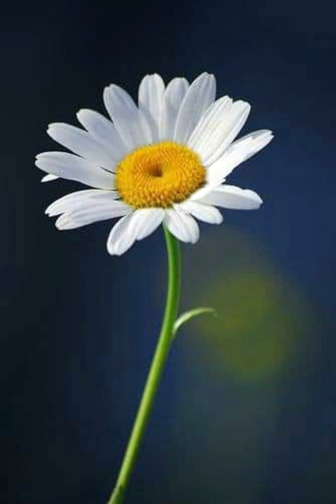 Цветочки ромашки