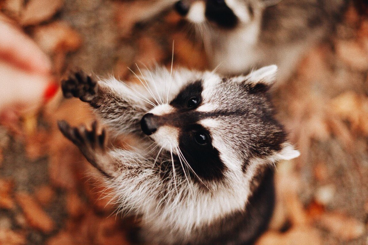 Удивленный енот