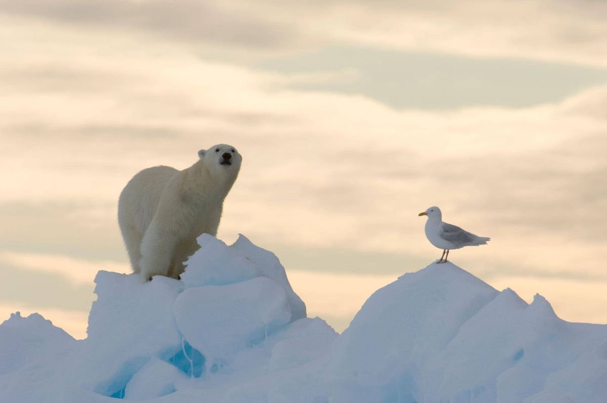 Животные и птицы Арктики