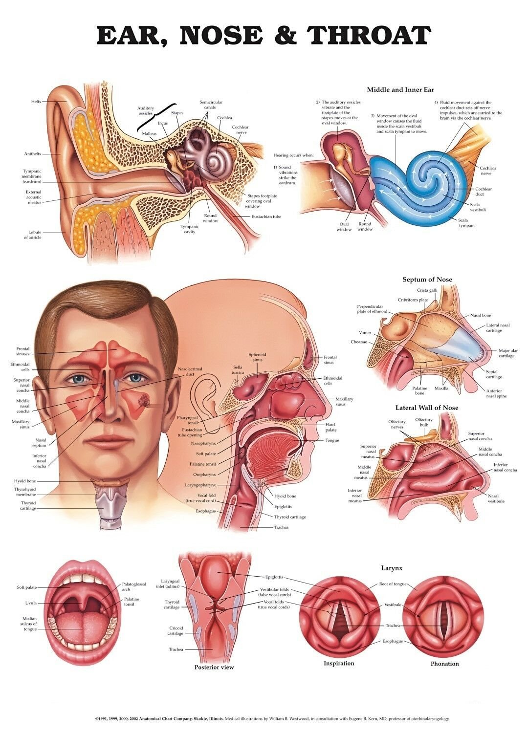 Оториноларингология иконка