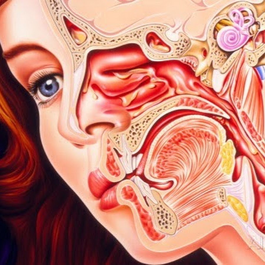 Строение уха, горла, носа для детей