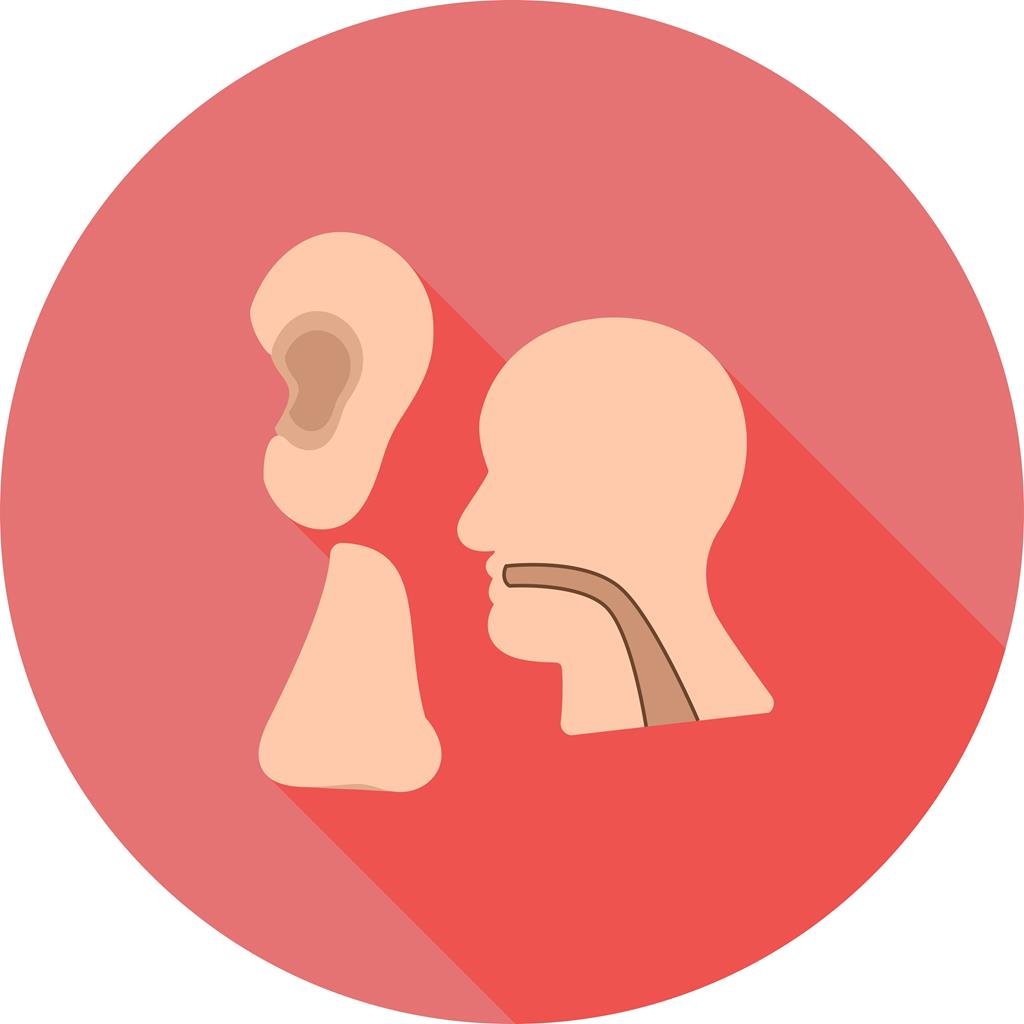 Строение ухо горло нос человека