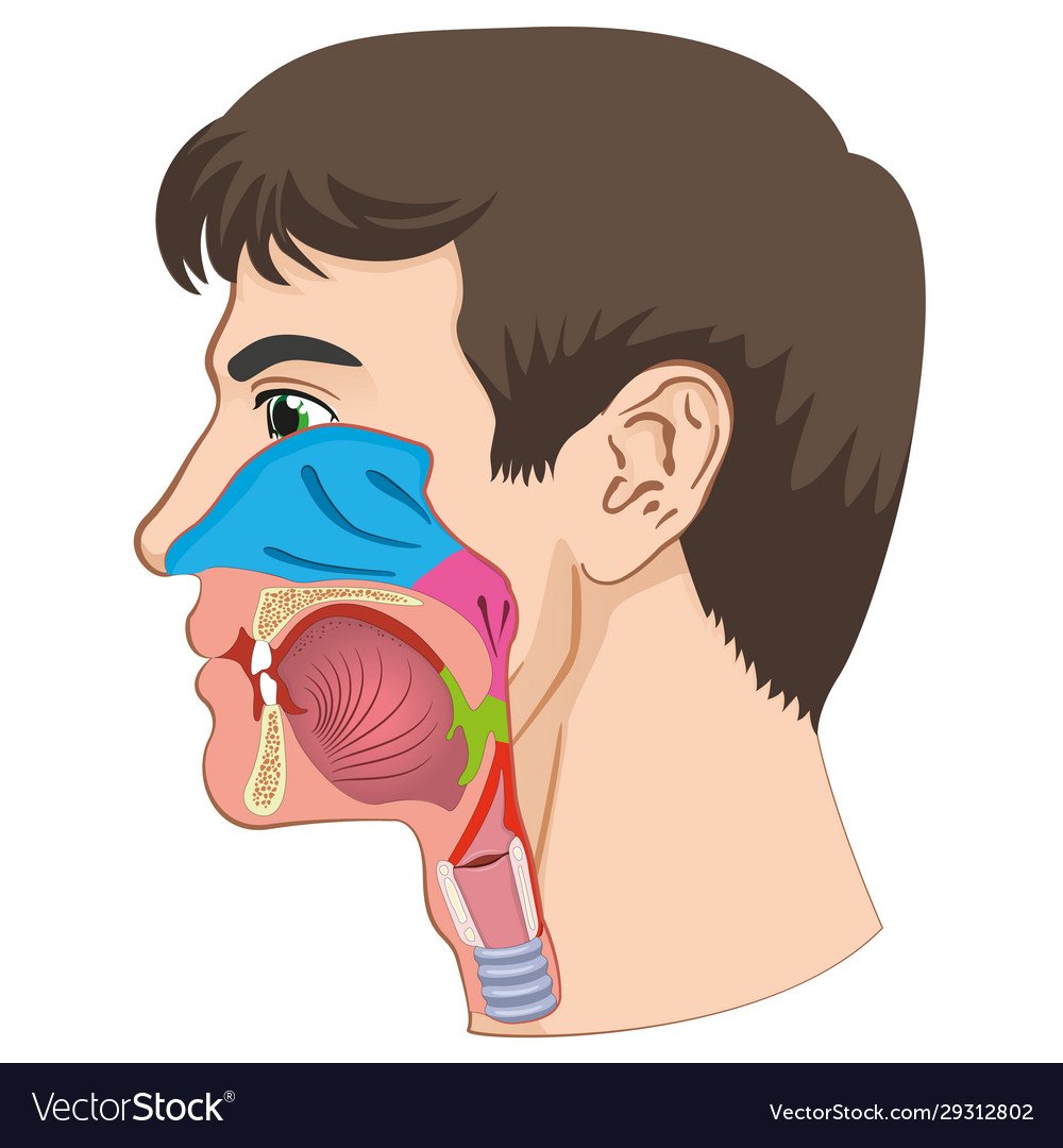 Отоларинголог и эндоскоп фотосессия
