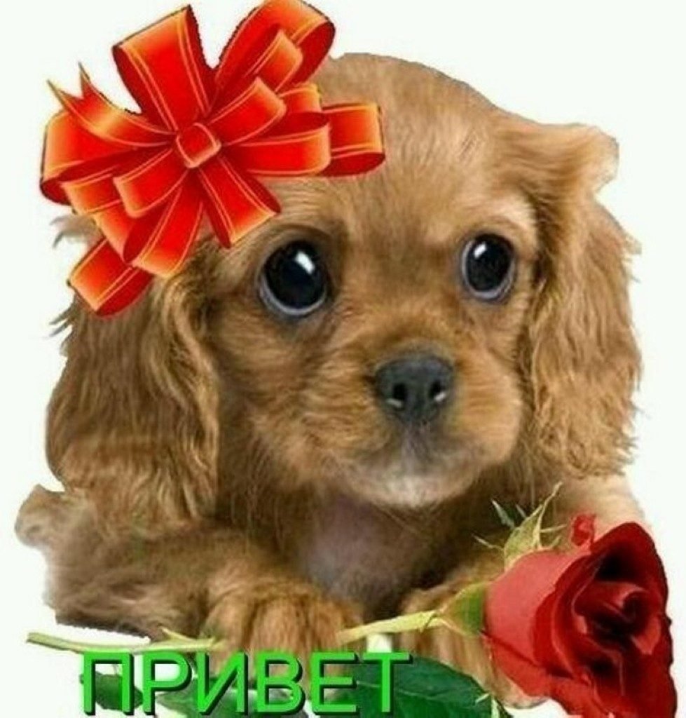 Доброгт субьотнего вкчера