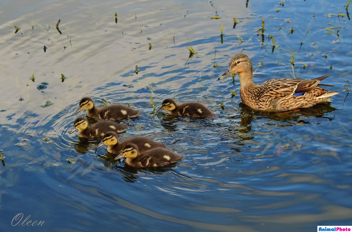 Гнездо утки с яйцами в камышах