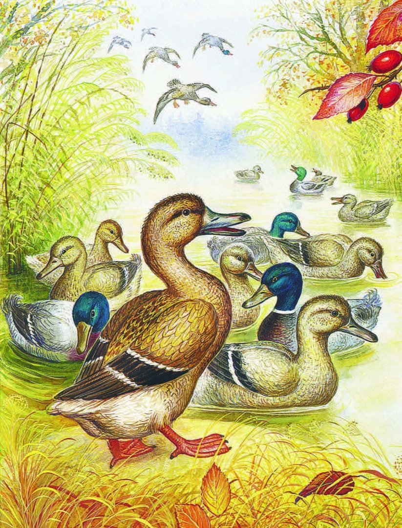 Храбрый утёнок Борис Житков