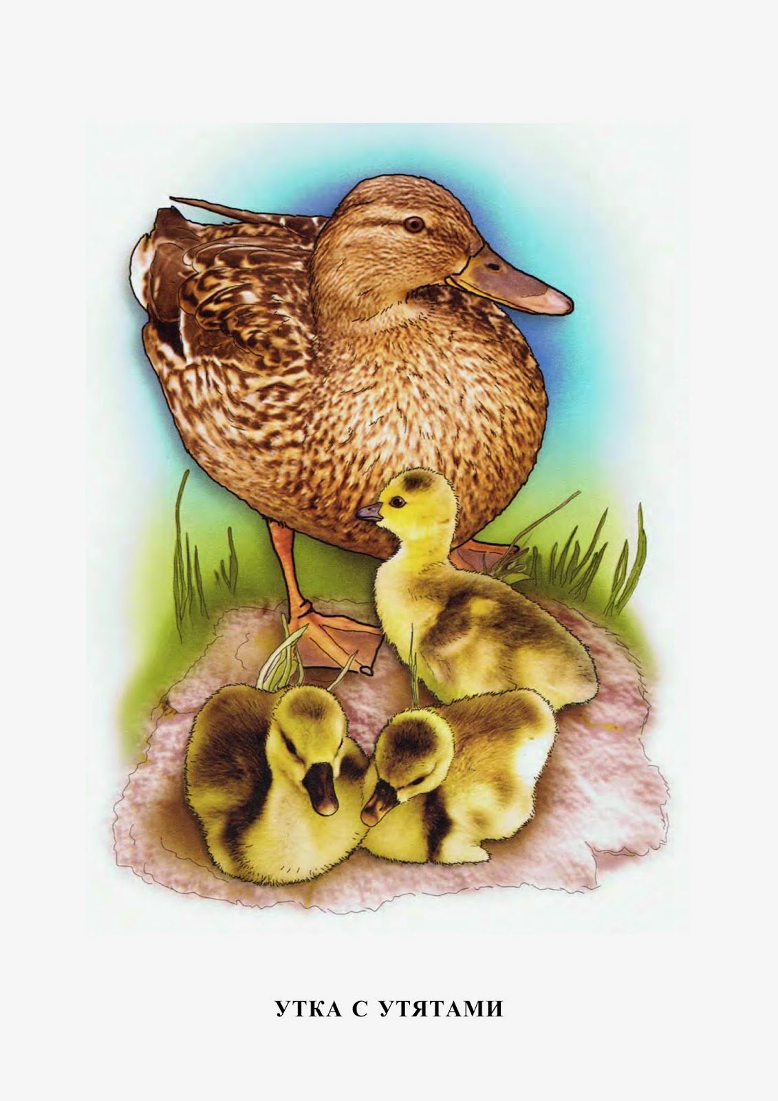 Дикая уточка рассказ по картинке