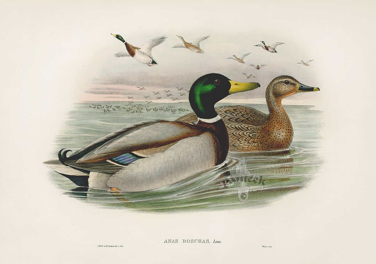 Домашние животные и птицы