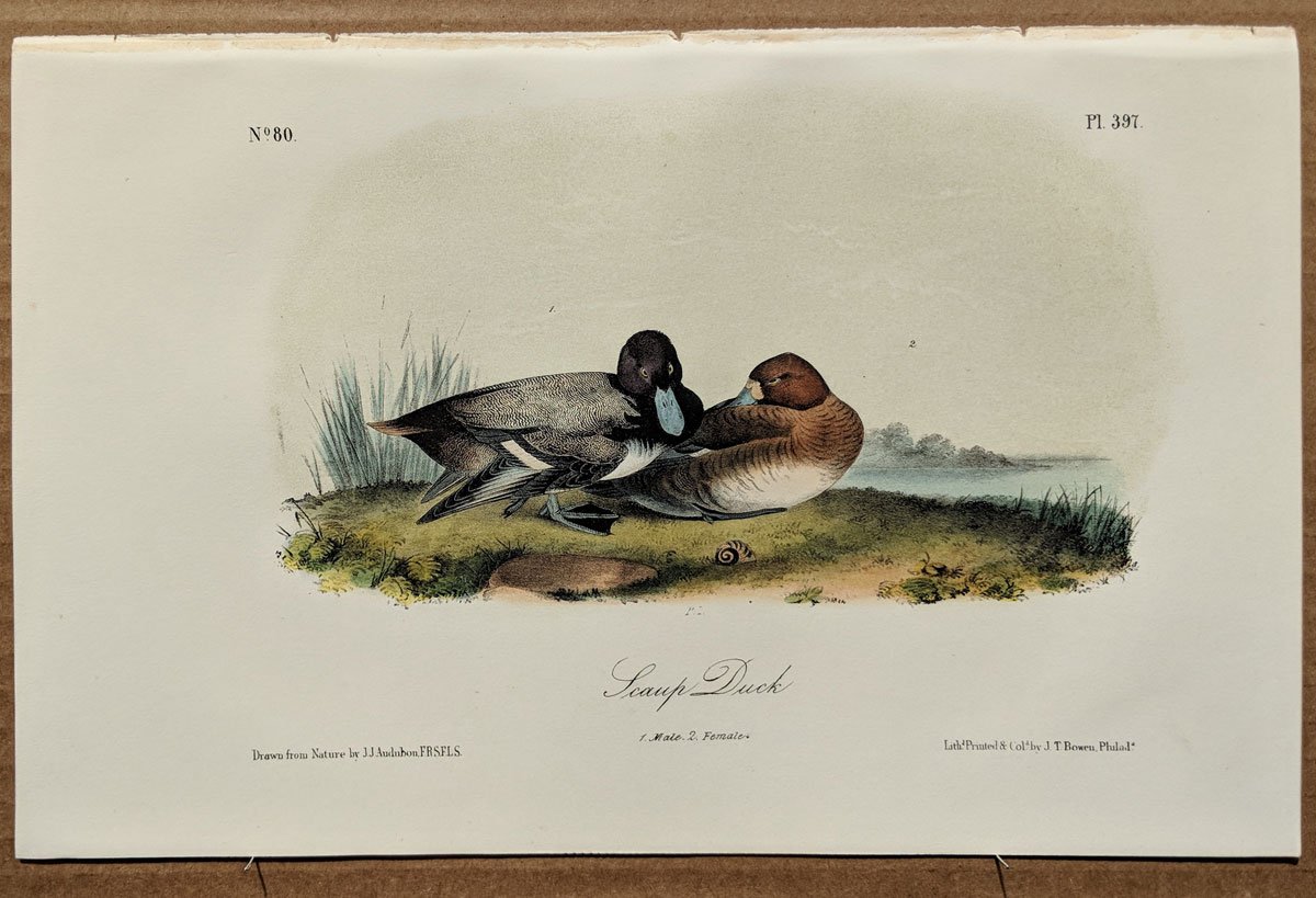 Социальная жизнь животных 1876