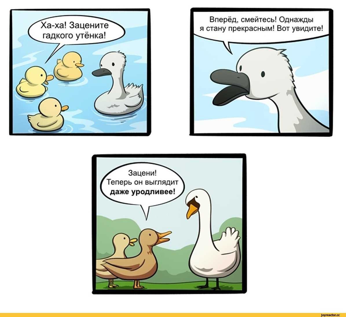 Семья утка селезень утенок