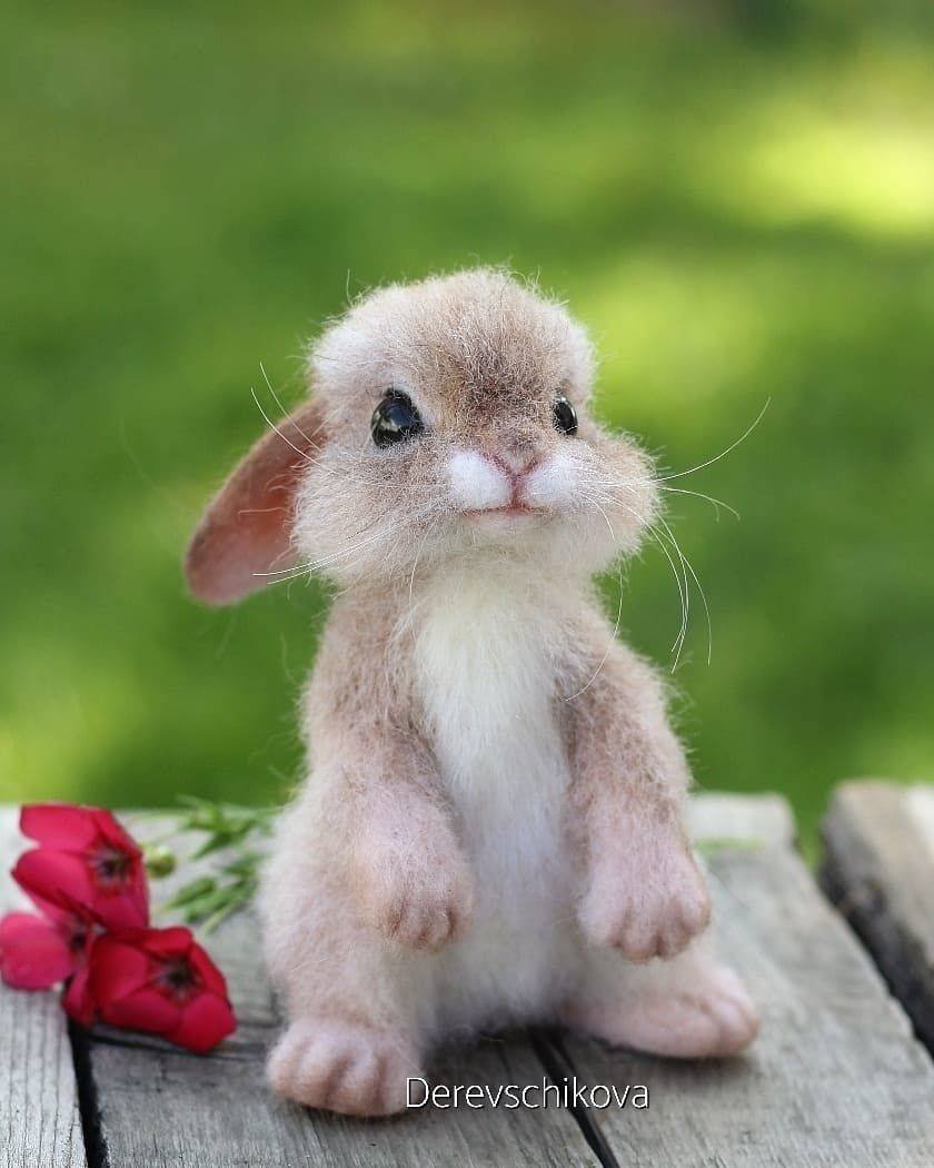 Милый кролик