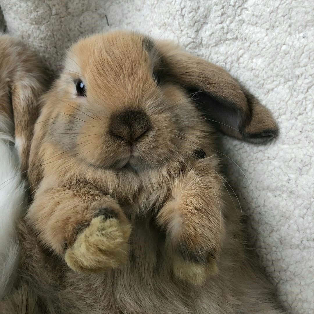 Милый зайчик