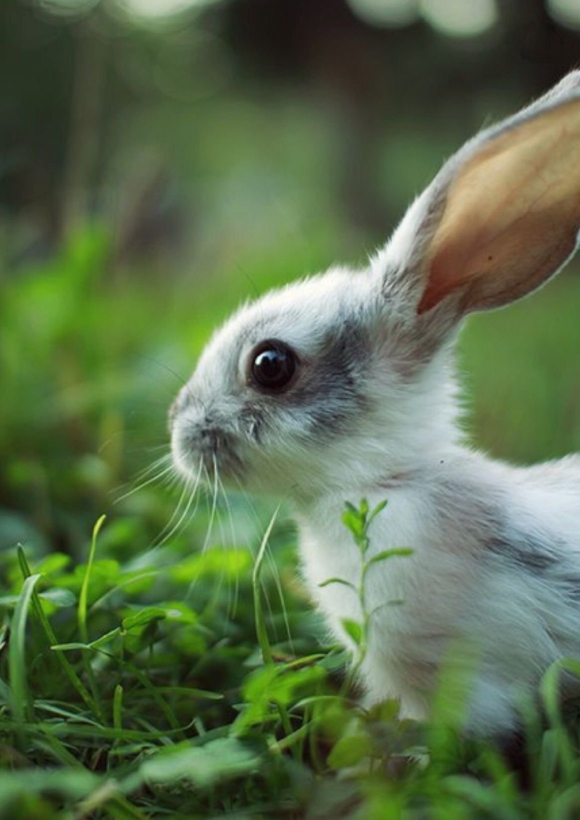 Милые зайчики