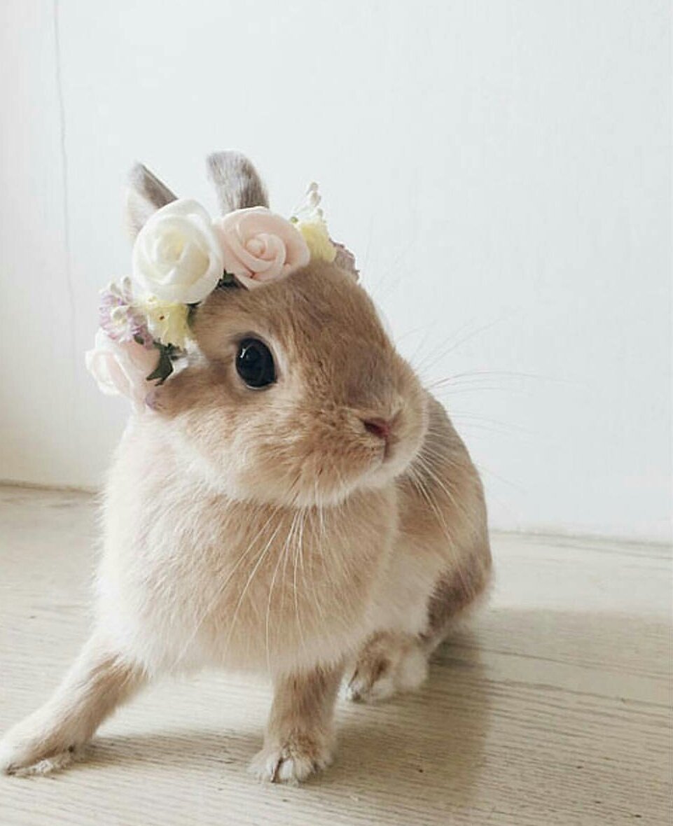 Зайцы мультяшные